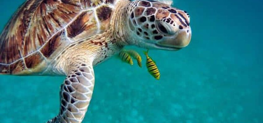 tortue maldives