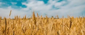 Чернобаевка : аренда частного самолета