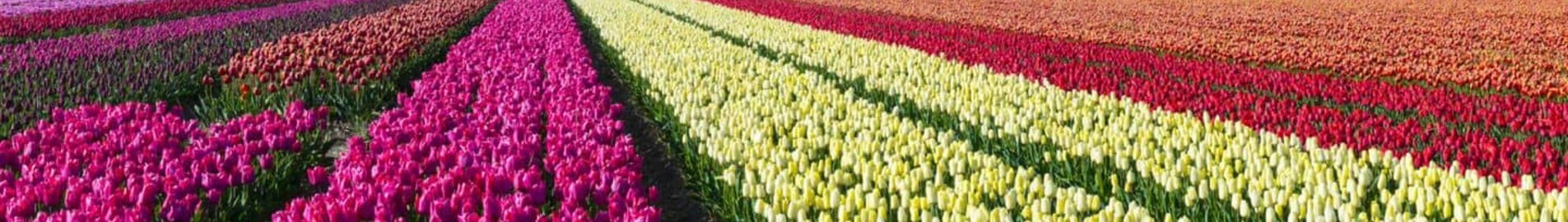 Hoogeveen : месторасположение частного самолета