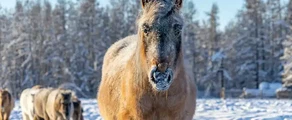 Якутск : аренда частного самолета